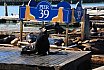 San Francisco - Seelöwen am Pier 39