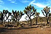 Joshua Tree National Park