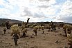 Joshua Tree National Park