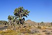 Joshua Tree National Park
