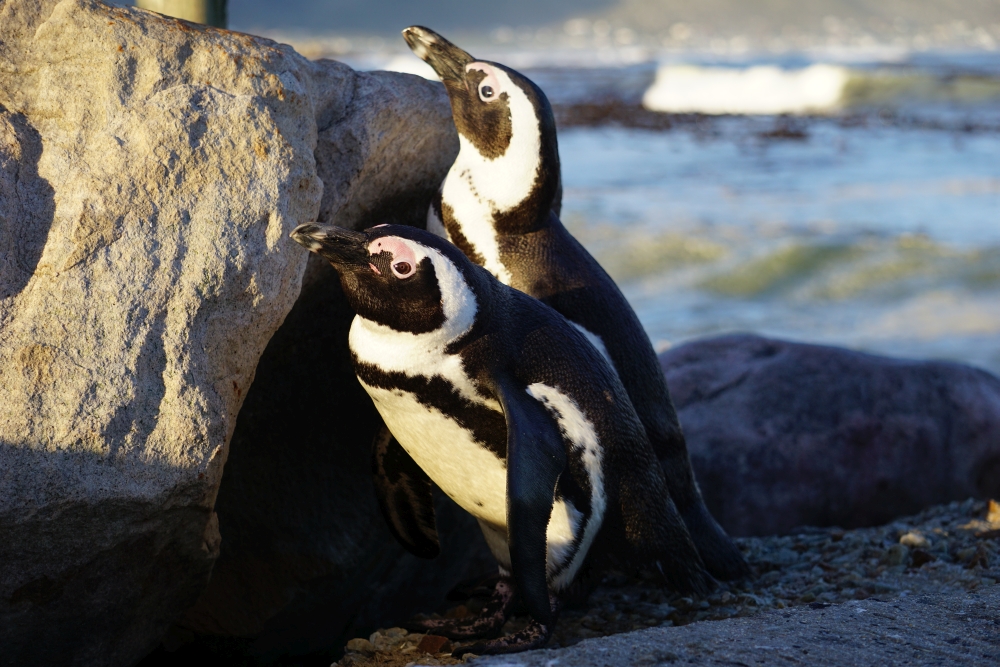 Pinguin-Kolonie