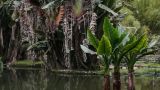24-008-Rio-Botanischer-Garten