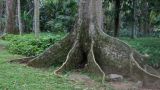 24-010-Rio-Botanischer-Garten