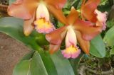 24-018-Rio-Botanischer-Garten