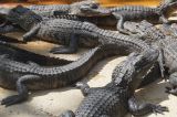 04-everglades-8202