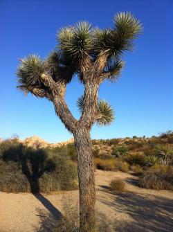 Der Joshua Tree
